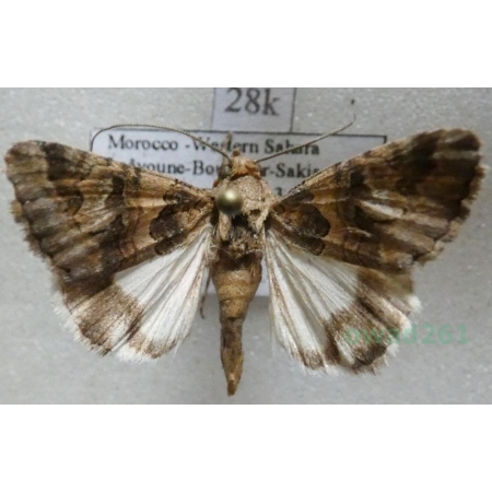 Drasteria philippina (Austadt, 1880) Morocco28k